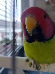 Pixel